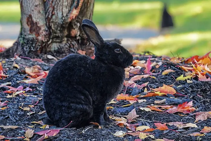 Can Rabbits Eat Dill? 6 Excellent Benefits And Risks