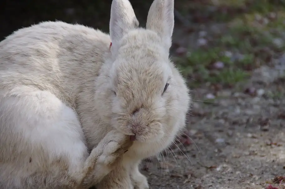 Can Rabbits Have Bell Peppers