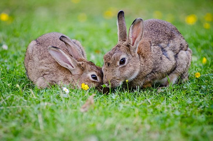 Do Rabbits Eat Tulips