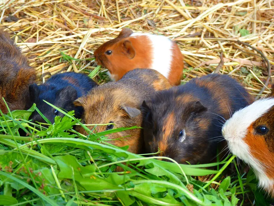 Can guinea pigs eat thyme