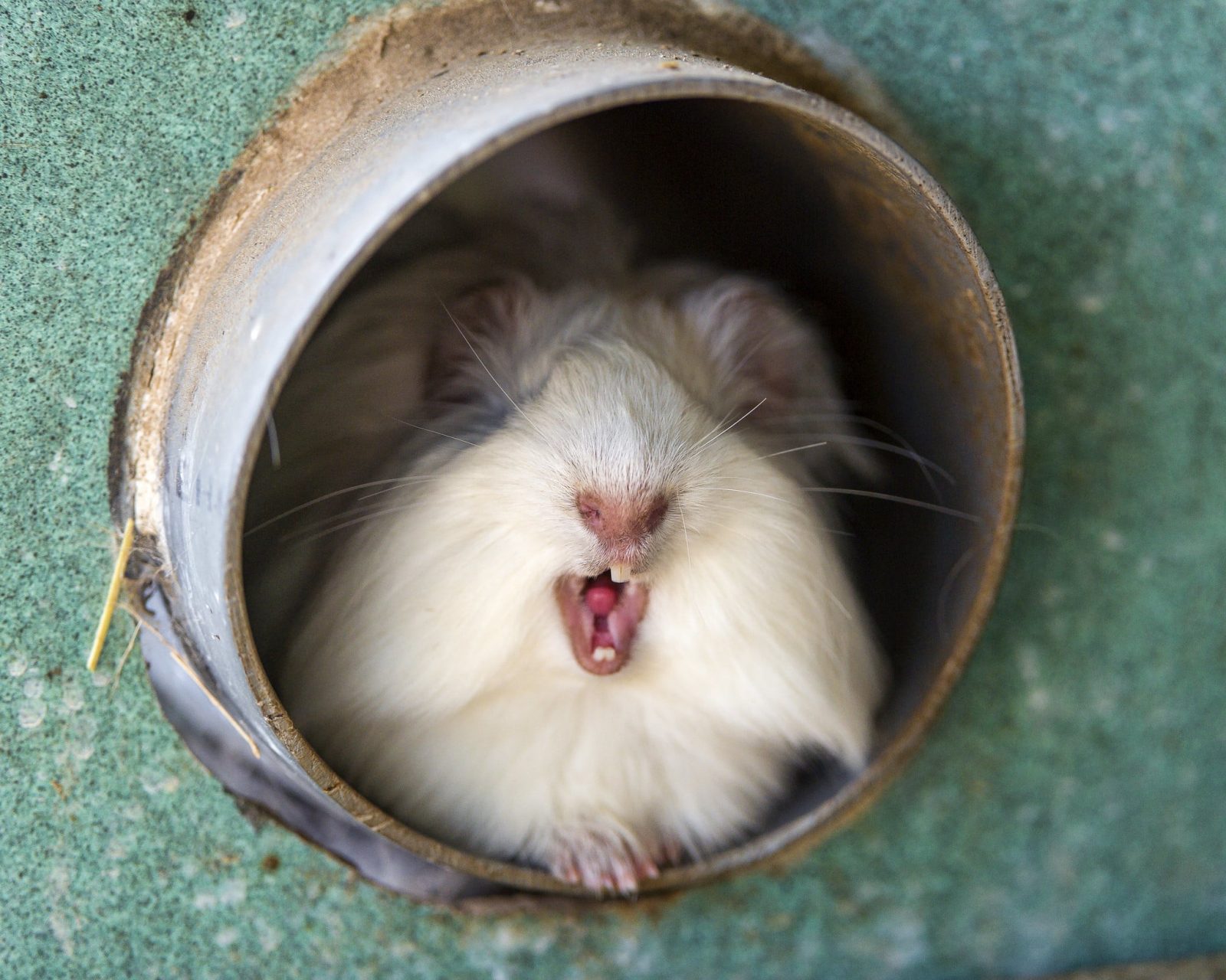 Can Guinea Pigs Eat Endive