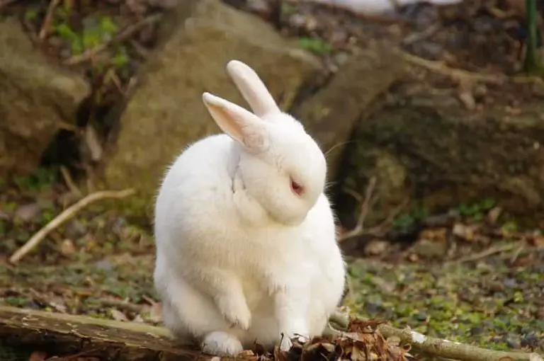 What Color Are Rabbits? 7 Interesting Varieties of Rabbits
