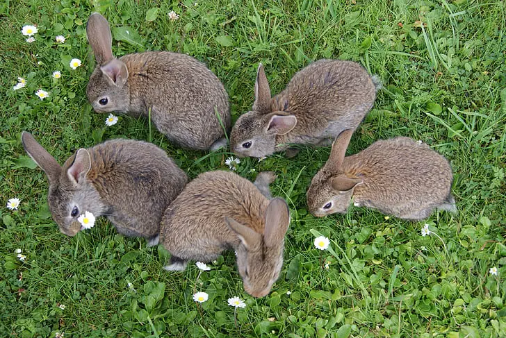 Can Rabbits Eat Blueberries