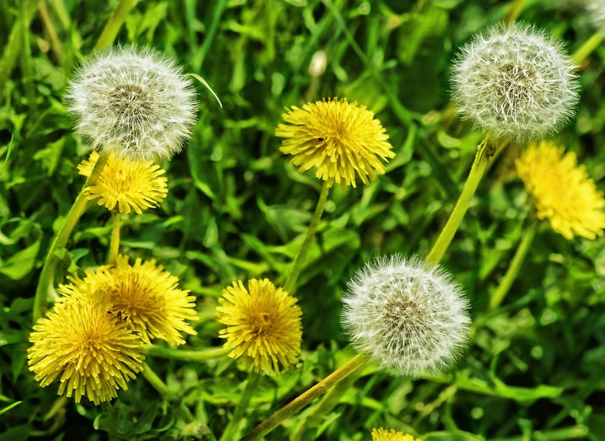 Do guinea pigs eat dandelion outlet leaves