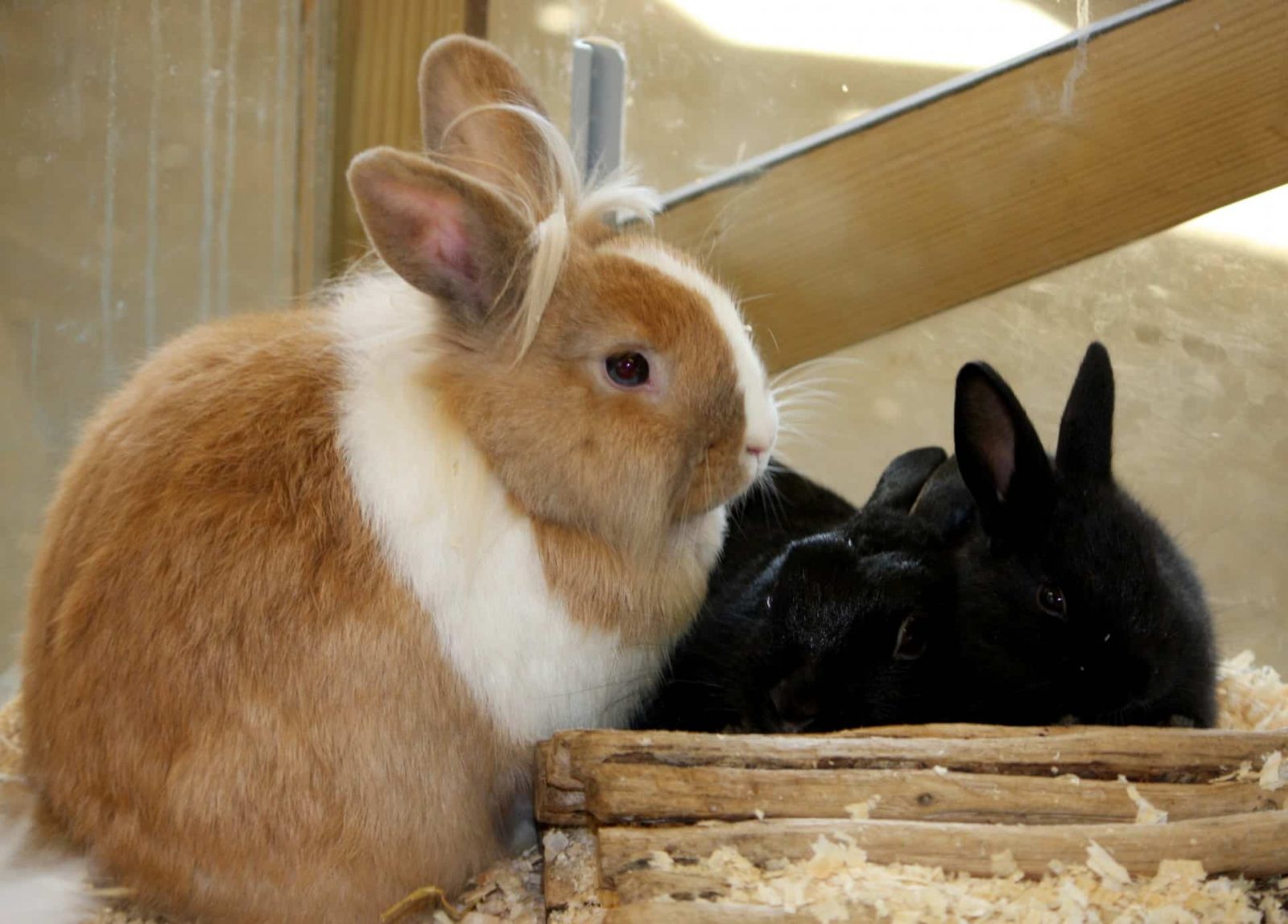 Can rabbits eat cheerios