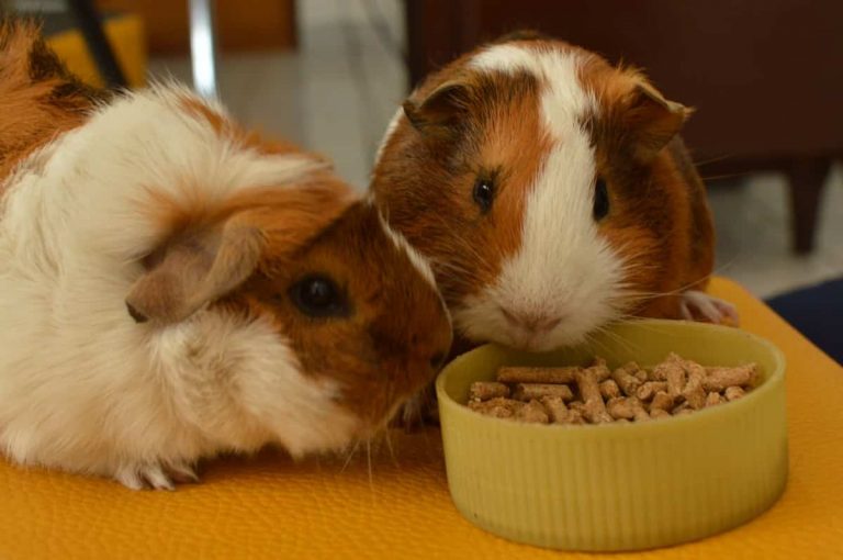 Can Guinea Pigs Eat Cereal? Benefits And Risks