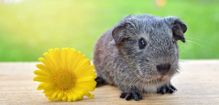 Can Guinea Pigs Eat Marigolds