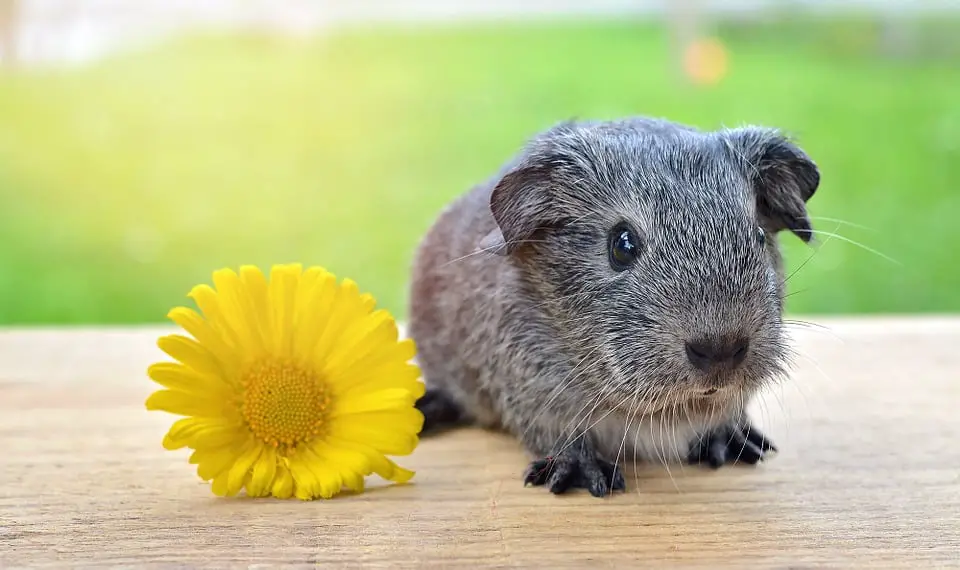 Can Guinea Pigs Eat Marigolds