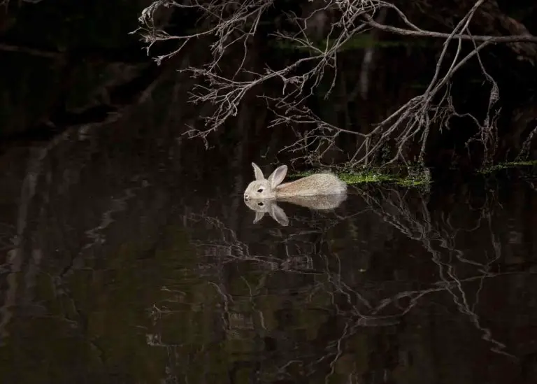 Can rabbits swim