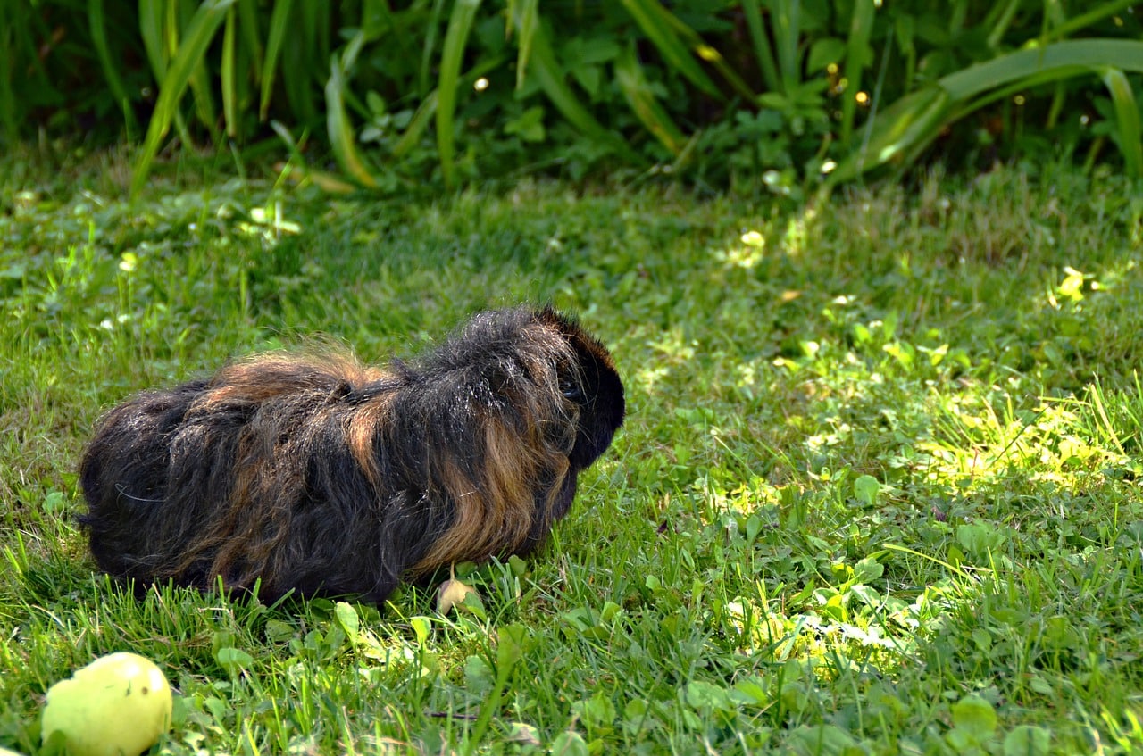 Can Guinea Pigs Eat Kiwi Skin