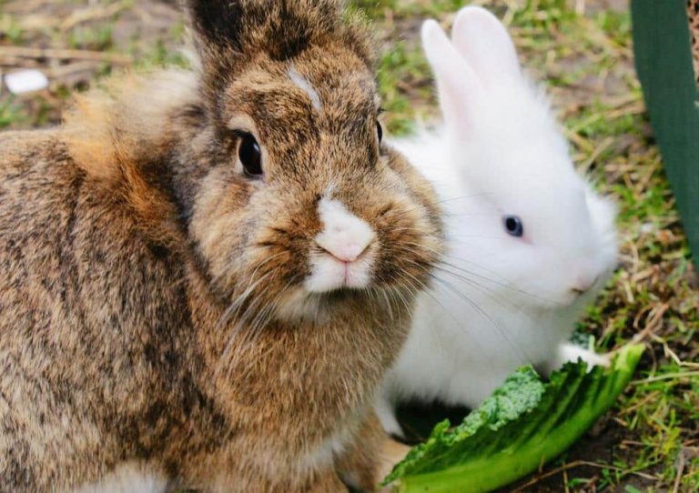 Can Rabbits Eat Red Cabbage? 4 Things To Know!