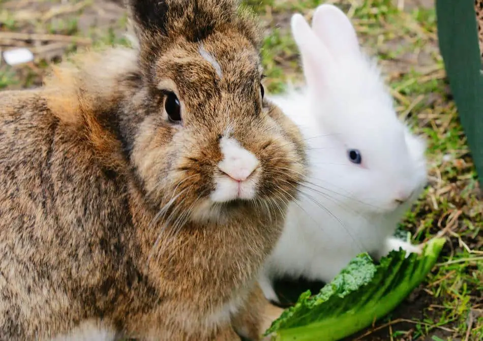 Can rabbits eat red cabbage