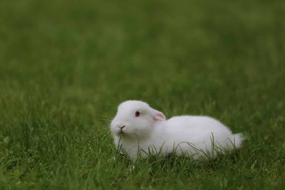 Can Rabbits Eat Garlic