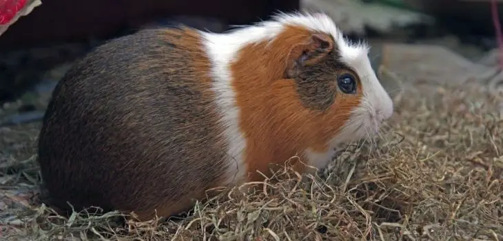 Can Guinea Pigs Eat Kale Stems And How Many - PetCosset