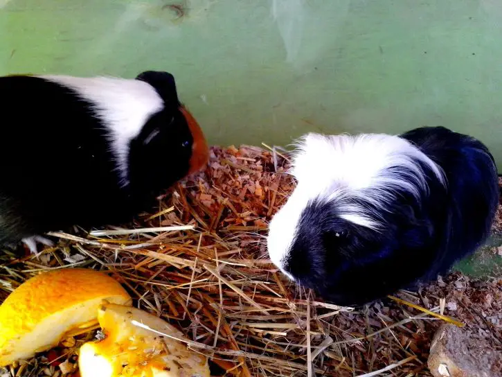 Can Guinea Pigs Eat Raw Pumpkin