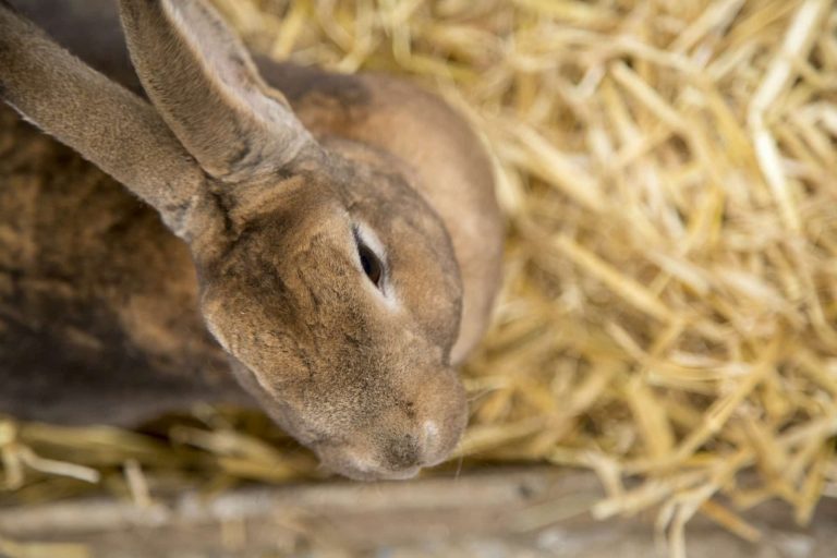 How Do Rabbits Drink Water? 6 Questions Answered