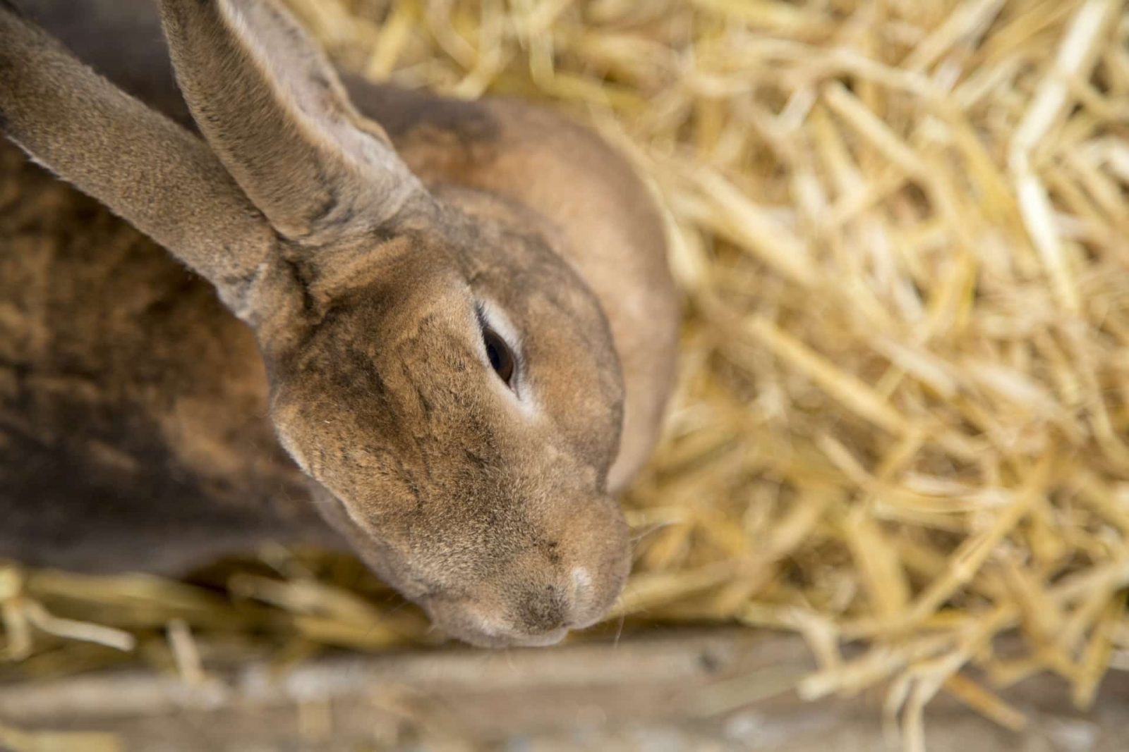 How Do Rabbits Drink Water? 6 Questions Answered PetCosset