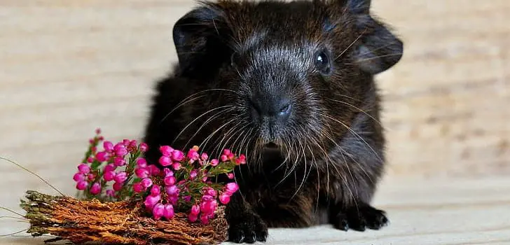 What Flowers Can Guinea Pigs Eat