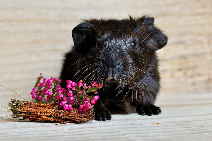 What Flowers Can Guinea Pigs Eat And Can’t? Caution!