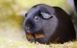 can guinea pigs eat brussel sprout leaves