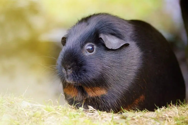 Can Guinea Pigs Eat Brussels Sprout Leaves? 3 Benefits