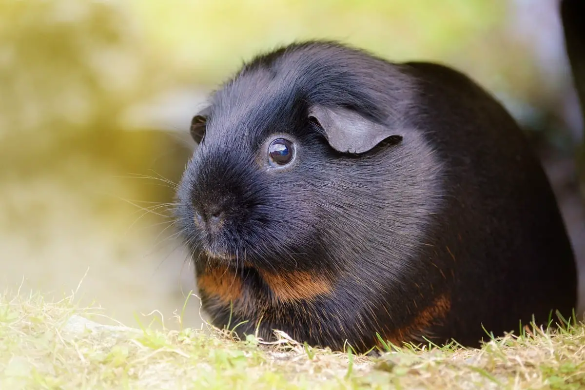 Can Guinea Pigs Eat Brussels Sprout Leaves