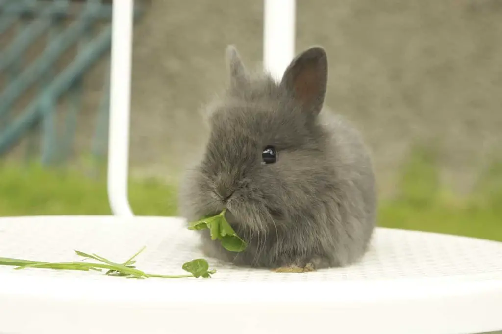 Can Rabbits Eat Leeks