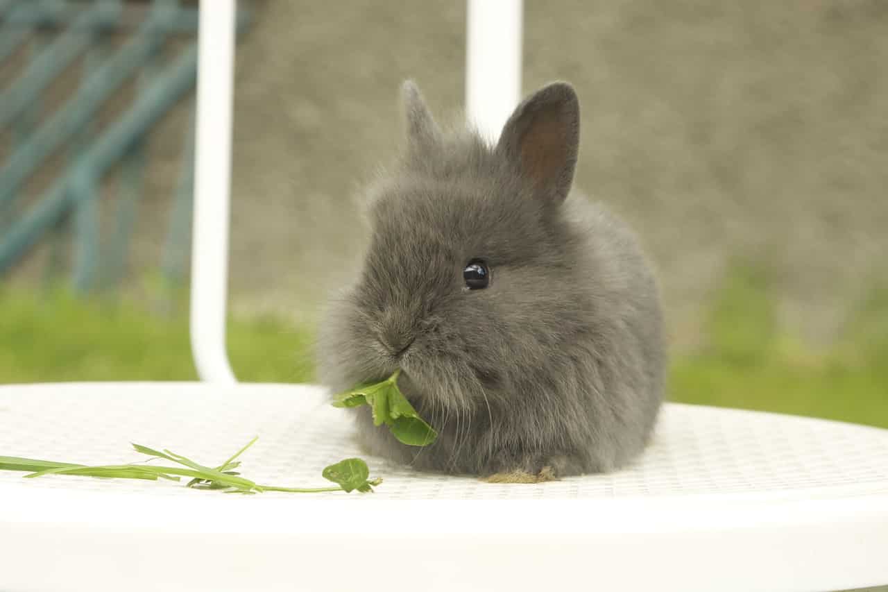 Can Rabbits Eat Leeks