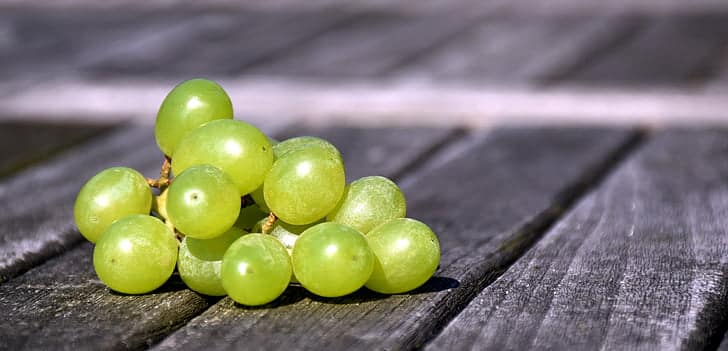 Can Guinea Pigs Eat Grapes