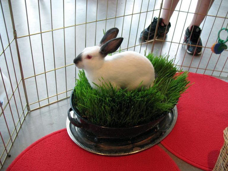 Can Rabbits Eat Chives? 3 Reasons Why You Shouldn’t!
