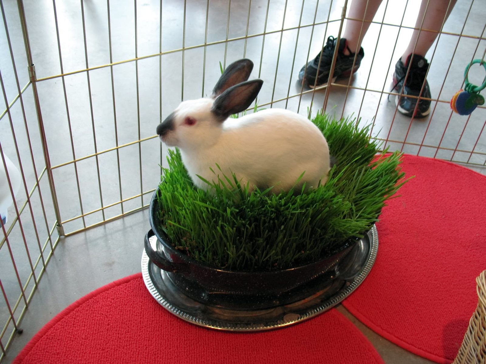 Can Rabbits Eat Chives