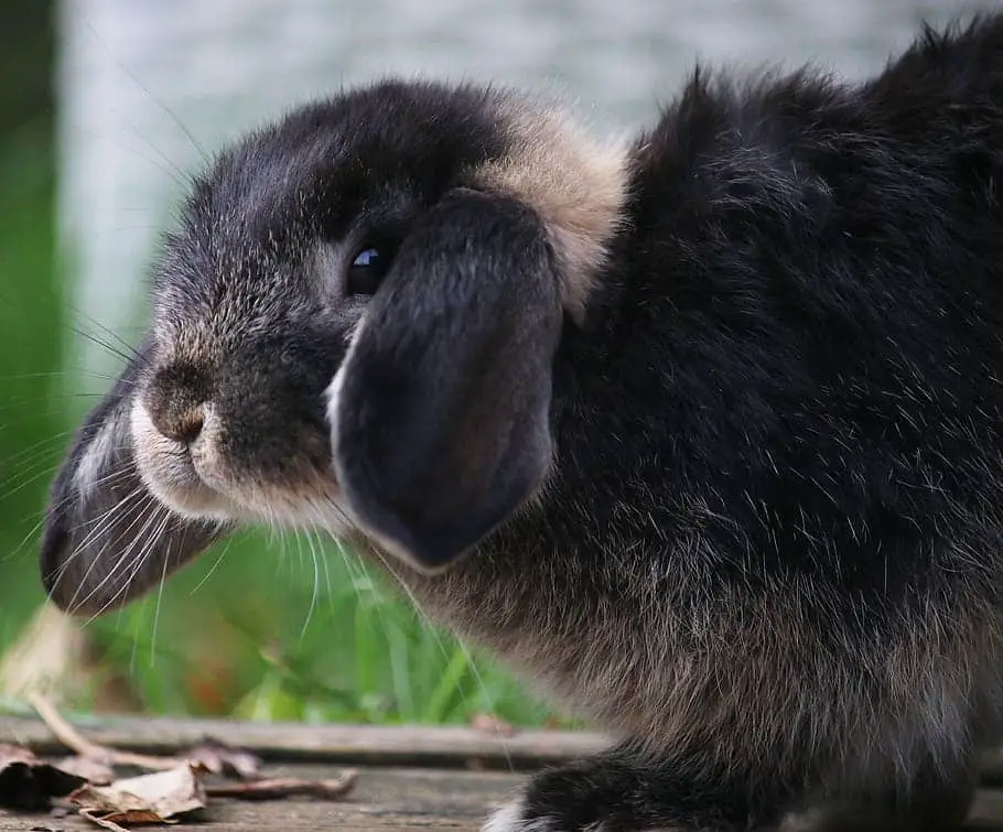 can rabbits eat pistachios