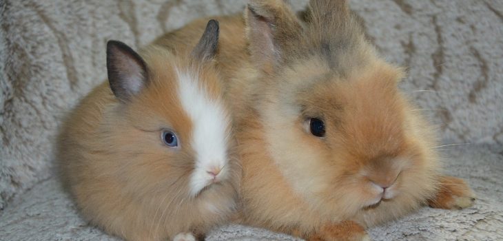 Can Rabbits Eat Bananas