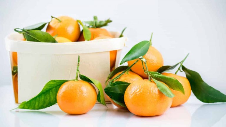 Can Rabbits Have Clementines? 6 Things To Remember!