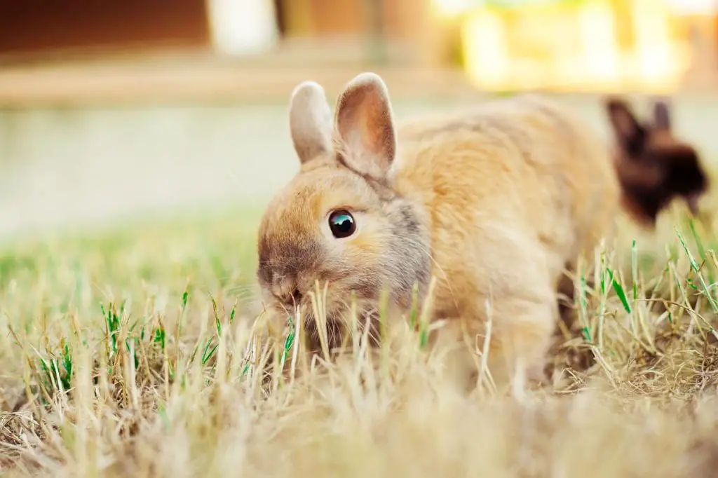 Can rabbits eat butternut squash