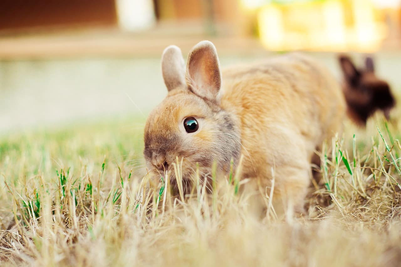 Can Rabbits Eat Butternut Squash? Why Feed Them One? - PetCosset