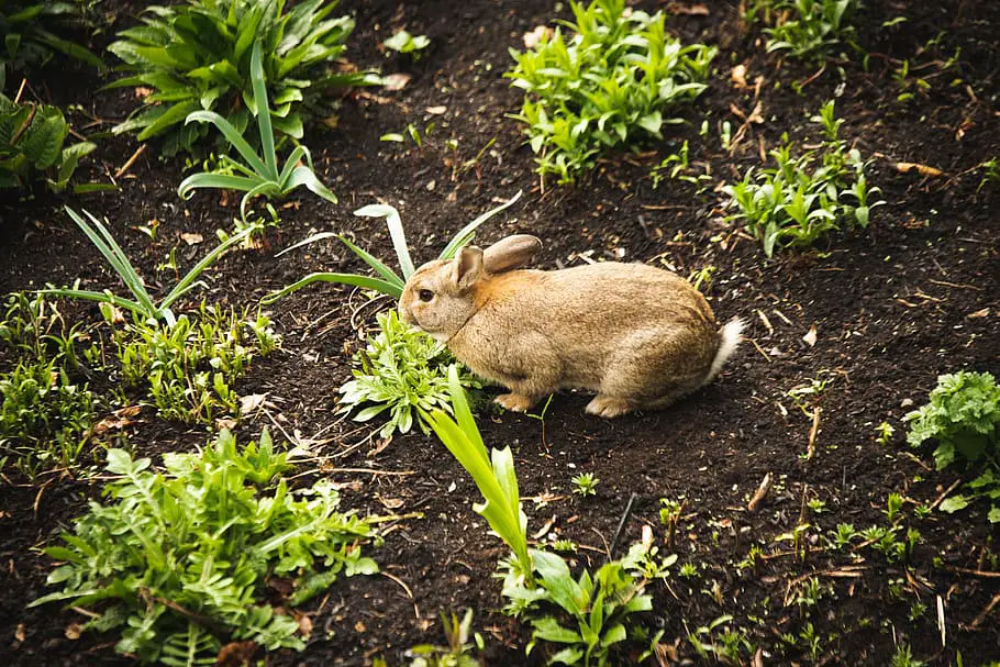 Can rabbits eat catnip