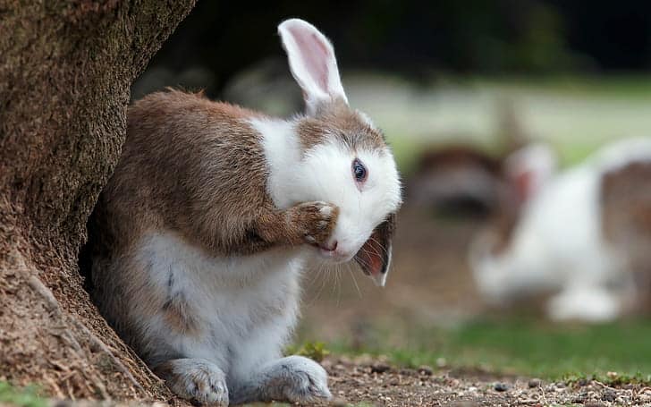 can rabbits eat melon