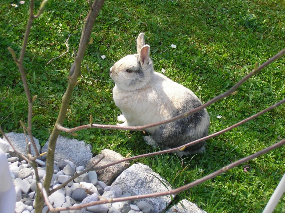 can rabbits eat papaya