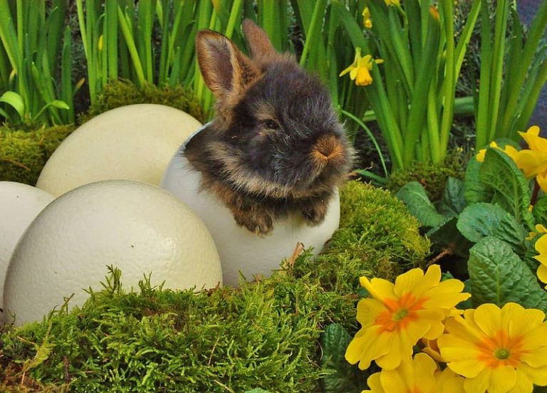 The Right Source Of Protein: Can Rabbits Eat Eggs?