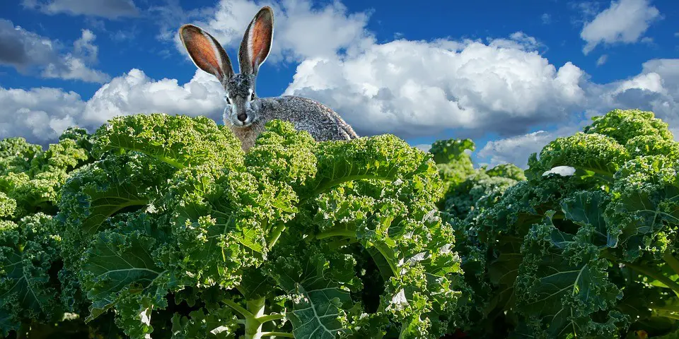 Can Rabbits Eat Kale