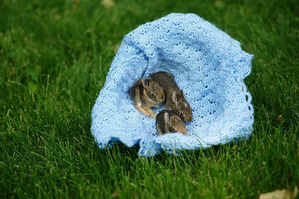 baby rabbits screaming