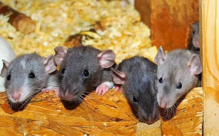 Do Rats Eat Rabbits? | Do They Harm or Attach Rabbits?