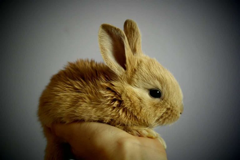 Rabbits Eating Raspberries: 5 Things To Consider