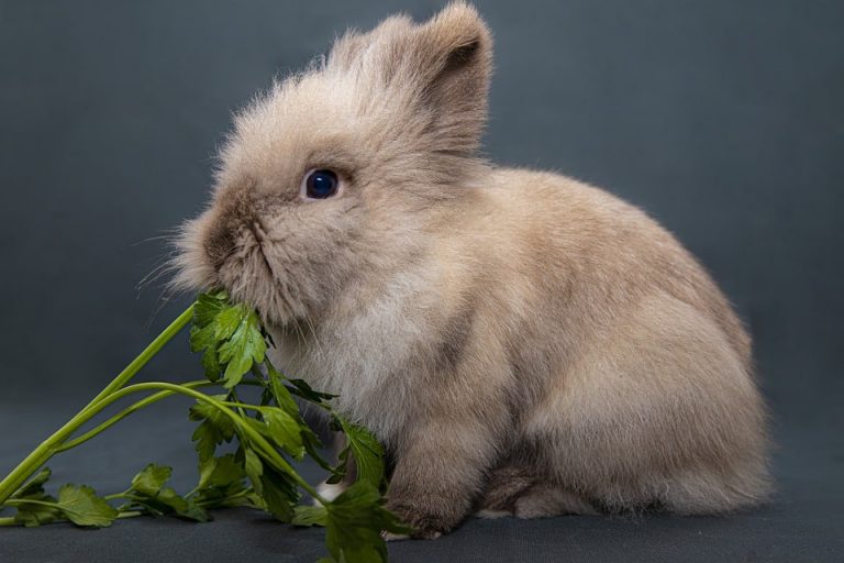 Can Rabbits Eat Bean Sprouts? 4 Things To Consider!