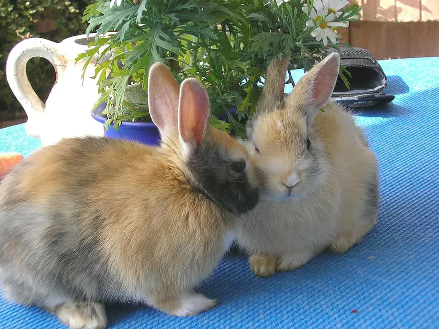 Can Rabbits Eat Cashews