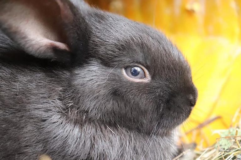 Can Rabbits Get Lice? Shocking Facts You Should Know!