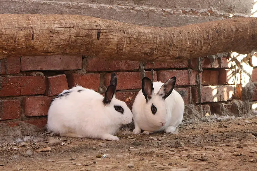 can rabbits eat apricots