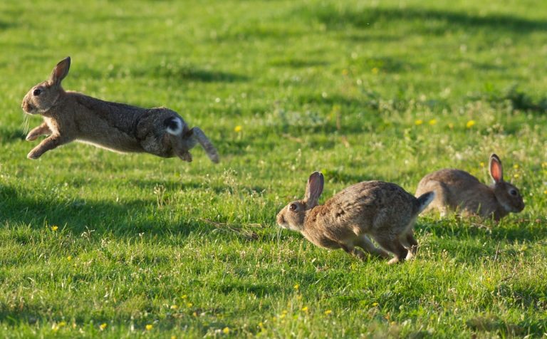 Why Do Rabbits Hop? Facts That You Should Know!