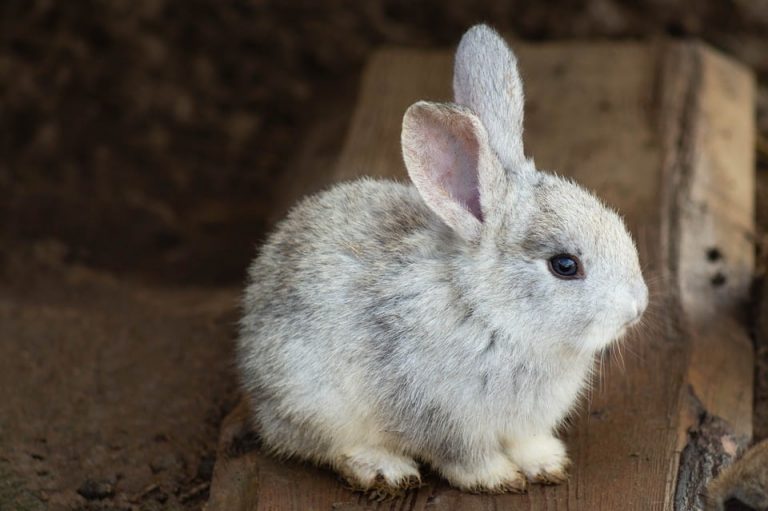 Why Do Rabbits Pull Their Fur Out? 6 Reasons Why!